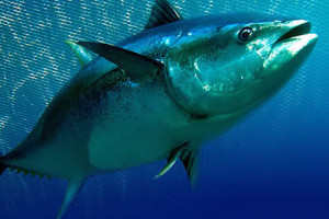 zanzibar fish tuna fish